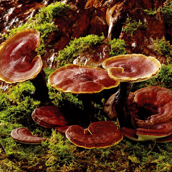 Nấm Lim Xanh tự nhiên 500g