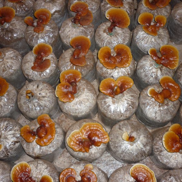 Nấm Lim Xanh trồng